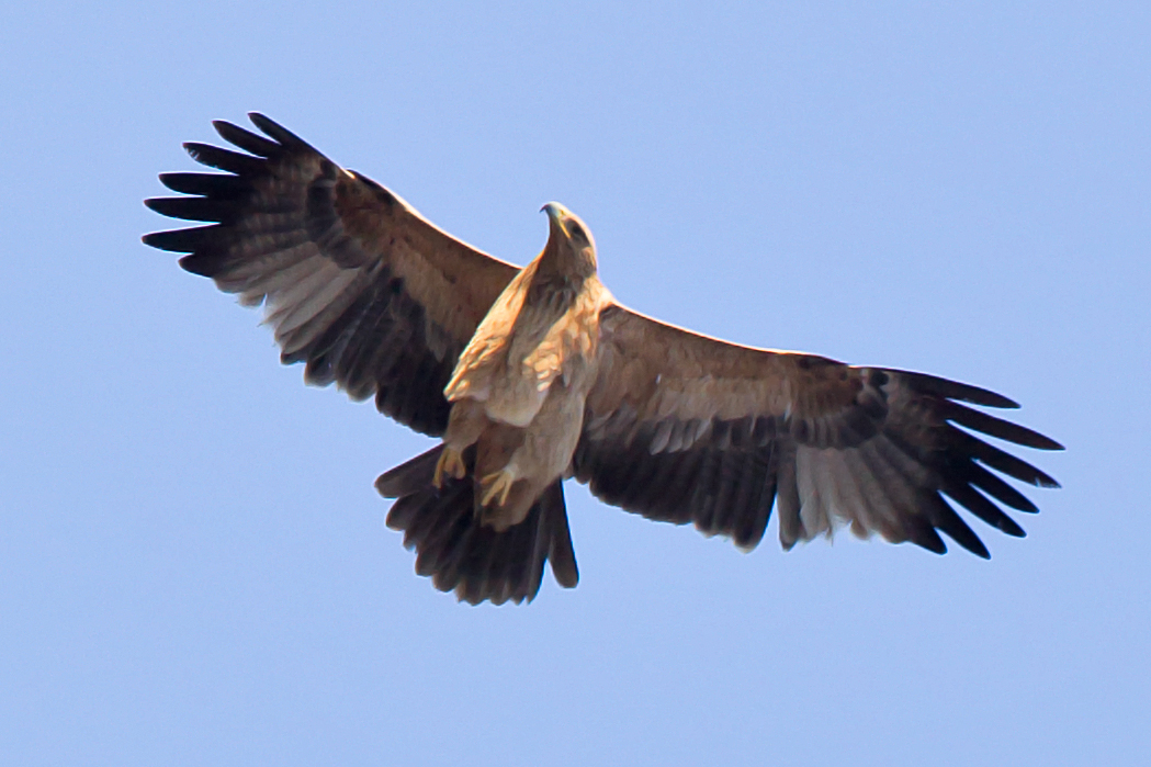 Sagittarius: The Spanish Imperial Eagle (Image Credits: Wikimedia)
