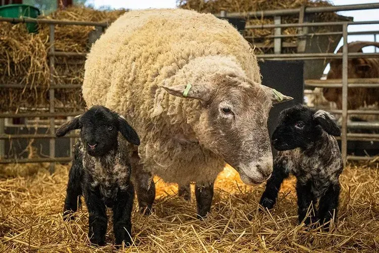 The Daring Rescue That Captured the World’s Attention (Image Credits: Dalscone Farm/Facebook)