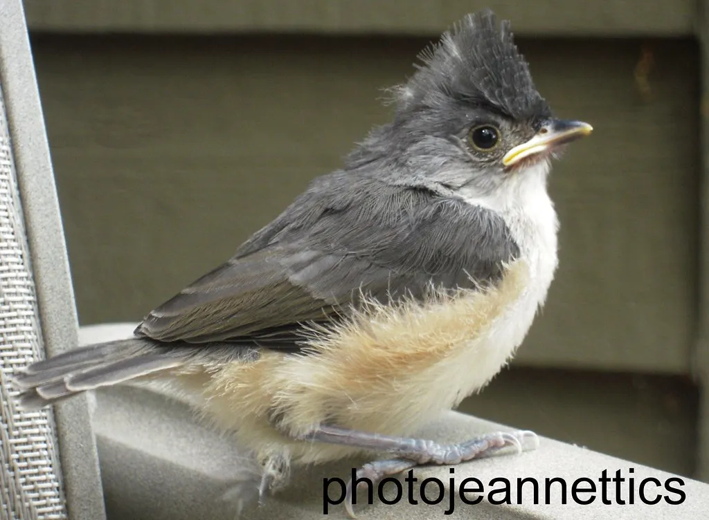 #7: They Don't Excavate Their Own Nesting Cavities (Image Credits: Flickr)