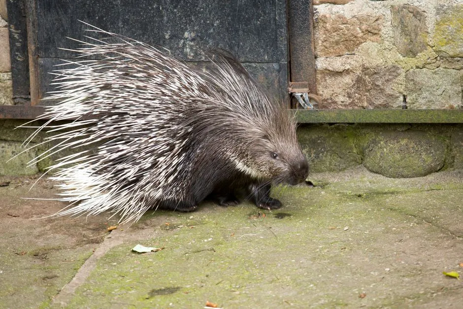 They Sometimes Use Quills In Intraspecies Fights And Social Drama (Image Credits: Pexels)