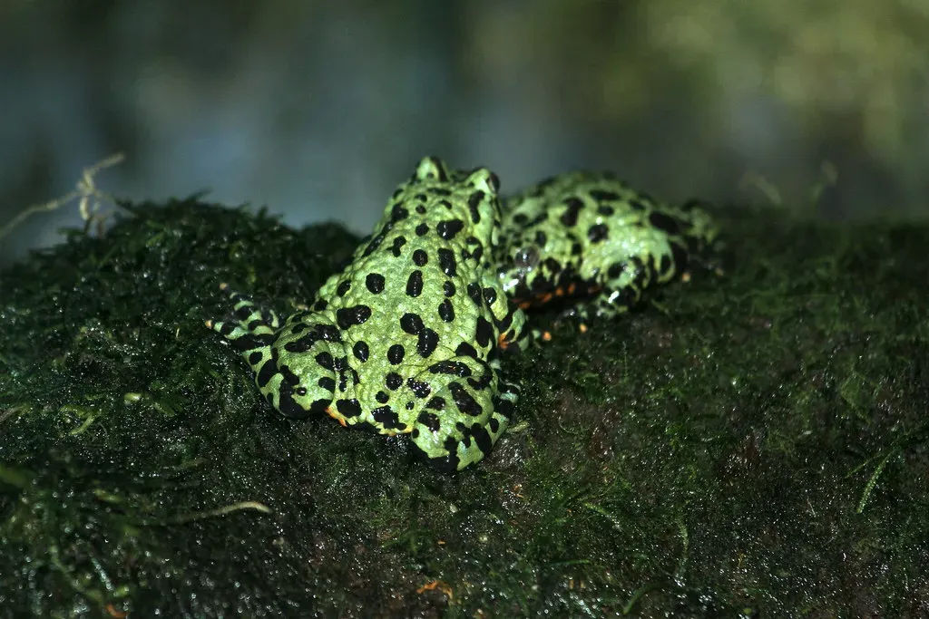 13. Philadelphia, Pennsylvania - Toads, Salamanders, and Ancient Gardens (Jim, the Photographer, Flickr, CC BY 2.0)