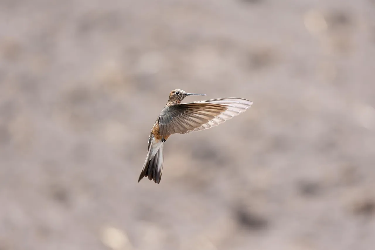 #2 The shadow or scent of a predator (Image Credits: Pixabay)