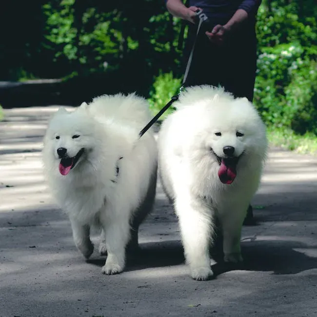 Myth 15: Shaving a Double-Coated Dog Keeps Them Cooler in Summer (Image Credits: Pexels)