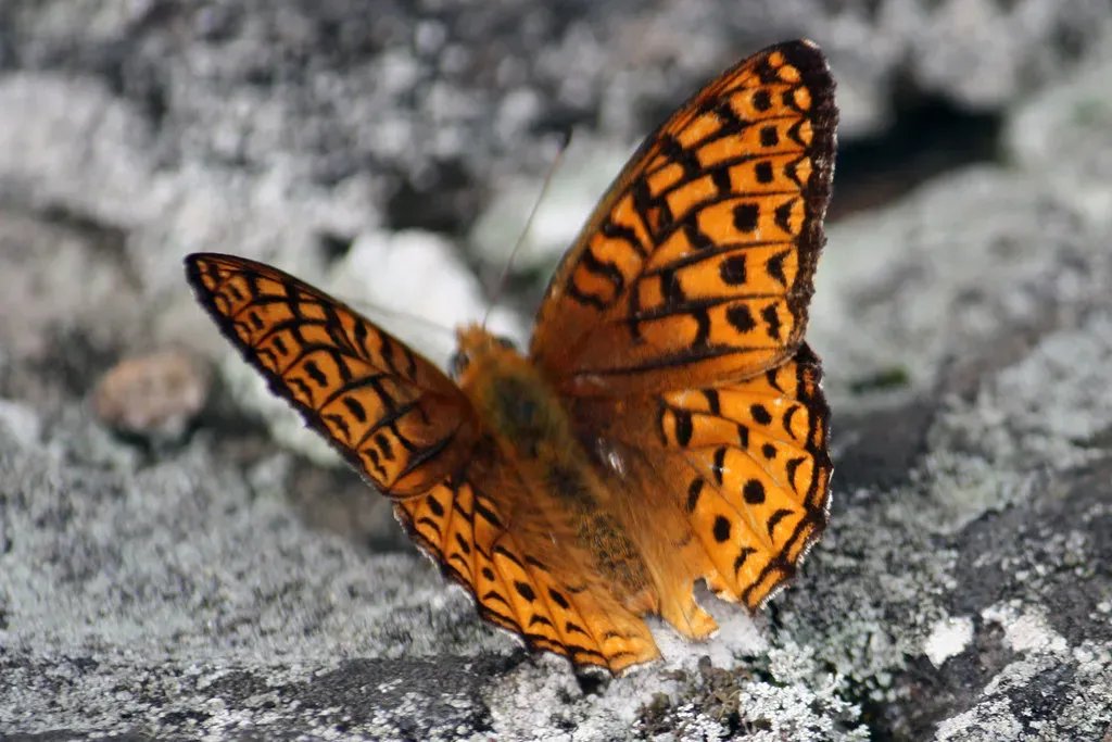 Great Spangled Fritillary (Image Credits: Flickr)