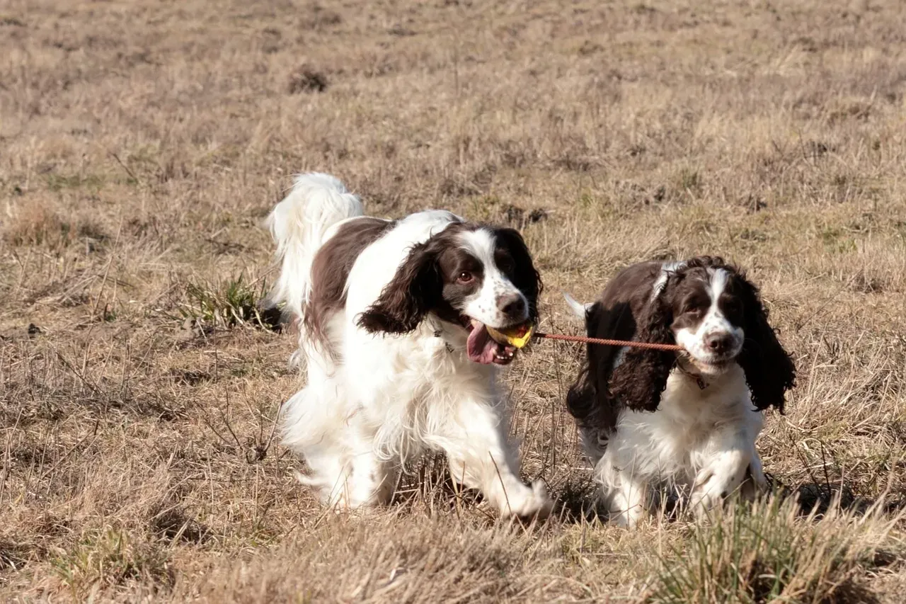 7. English Springer Spaniel: The Field Expert (Image Credits: Pixabay)