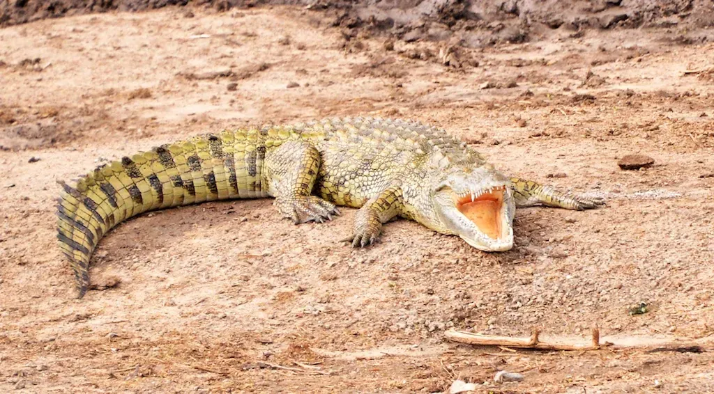The Nile Crocodile: Africa's Patient Assassin (Image Credits: Flickr)