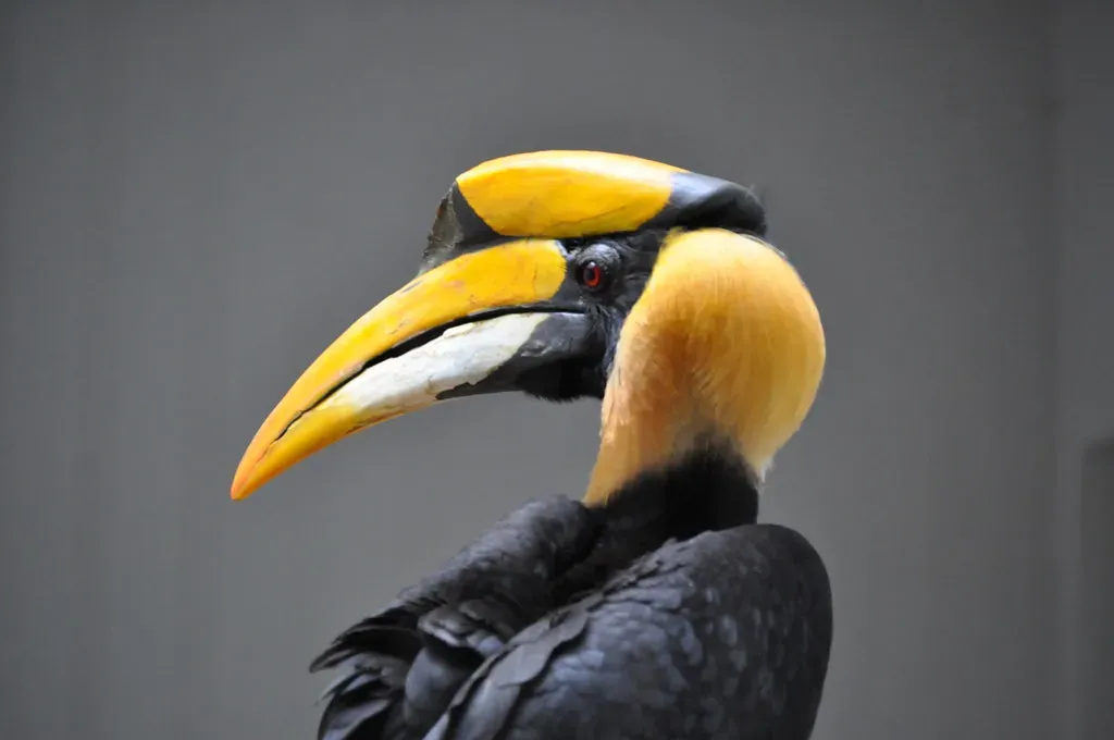 Great Hornbill: Helmeted Giant (Image Credits: Flickr)