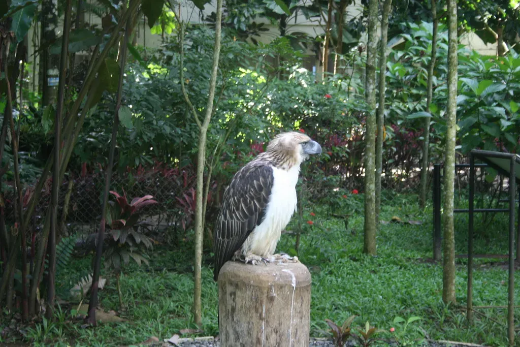 Fewer Than 400 Pairs Remain in the Wild (Image Credits: Flickr)