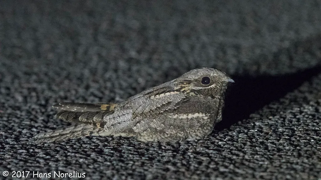 6. Nightjar: The Invisible Bird (Image Credits: Flickr)