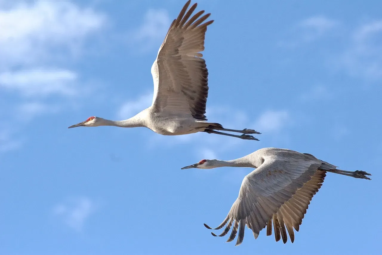 Bosque del Apache National Wildlife Refuge, New Mexico: The Sky Fills With Wings (Image Credits: Pixabay)