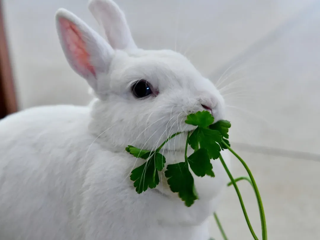Practical Steps Toward Better Pet Nutrition (Image Credits: Unsplash)