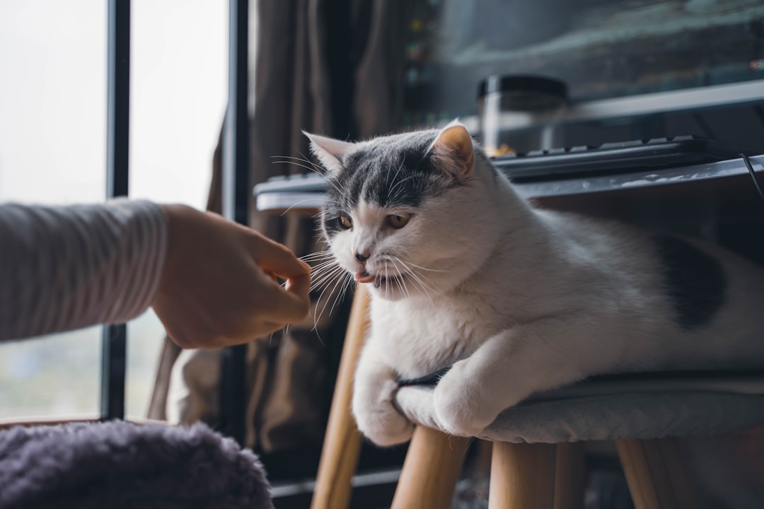 Cats: The Underestimated Emotional Detectives (Image Credits: Unsplash)