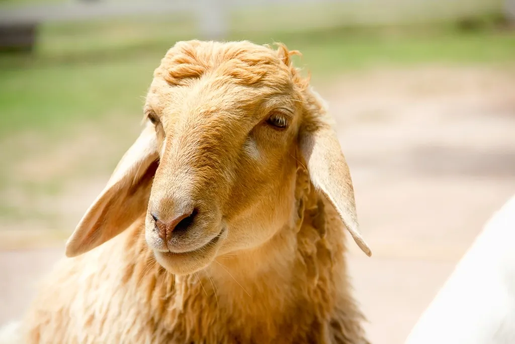 Emotion In Those Famous Goat Eyes (Image Credits: Rawpixel)