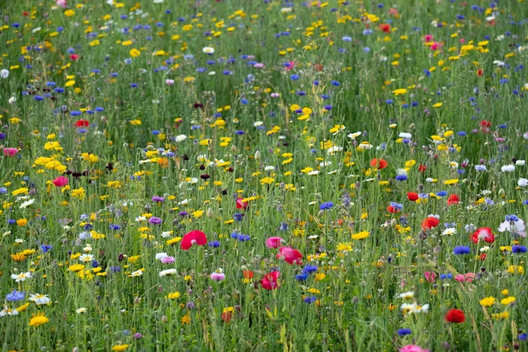 6. Reduce Your Lawn and Rethink What "Tidy" Means (Image Credits: Unsplash)