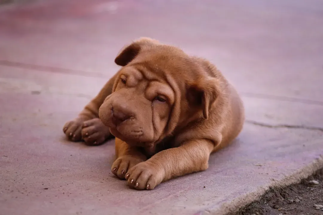 11. Chinese Shar-Pei: The Wrinkly Independent (Image Credits: Unsplash)