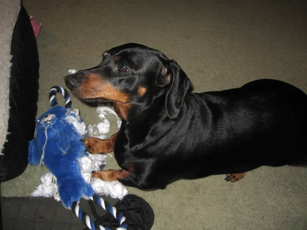 Giving Your Dog Real Choices (Image Credits: Flickr)
