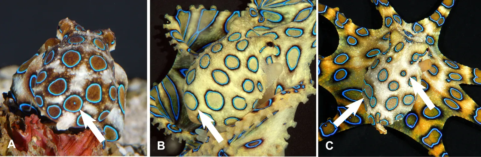 12. Blue-Ringed Octopuses Flash Warning Colors When Threatened (Image Credits: Wikimedia)