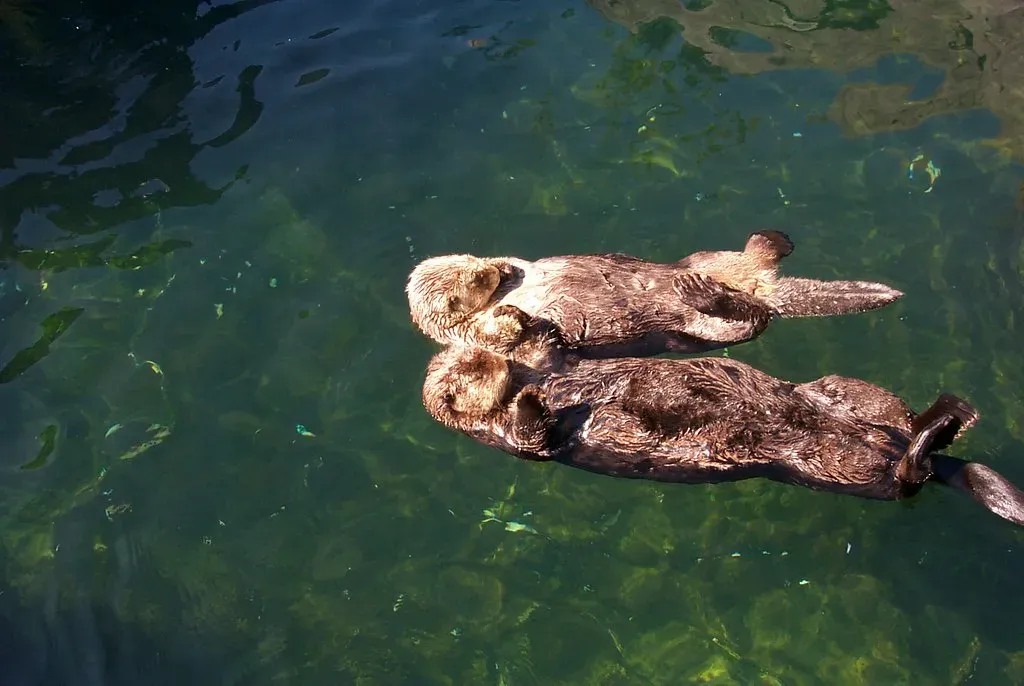 Sea Otters Hold Hands So They Won't Drift Apart (Image Credits: Flickr)