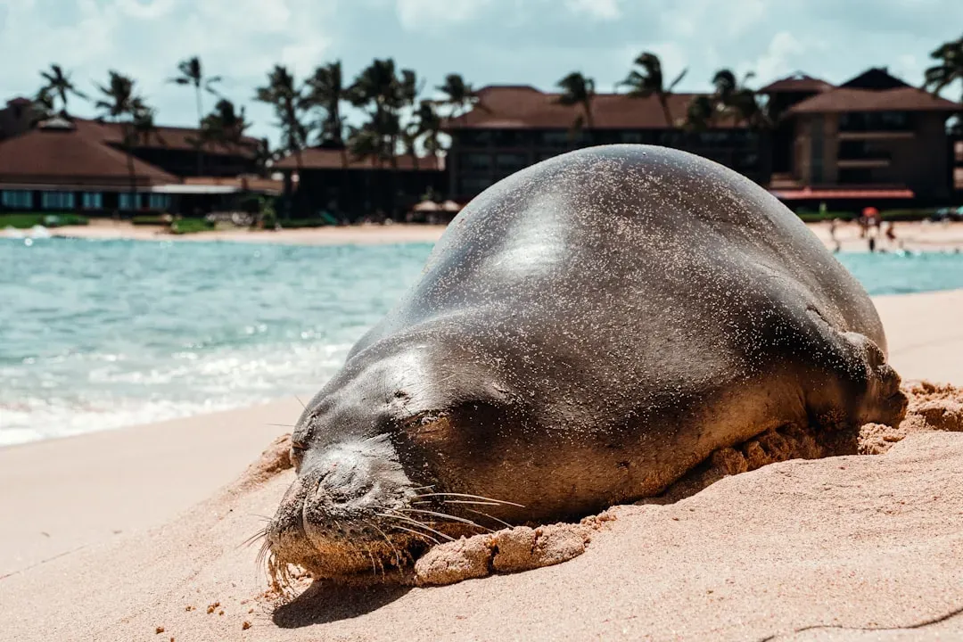 1. Hawaiian Monk Seal (Ilio-holo-i-ka-uaua) (Image Credits: Unsplash)