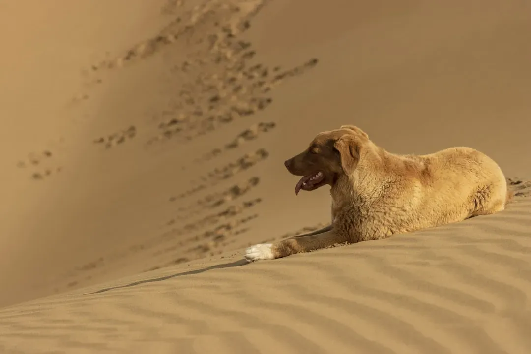 Sand Mountain: Singing Dunes and Desert Fun (Image Credits: Unsplash)