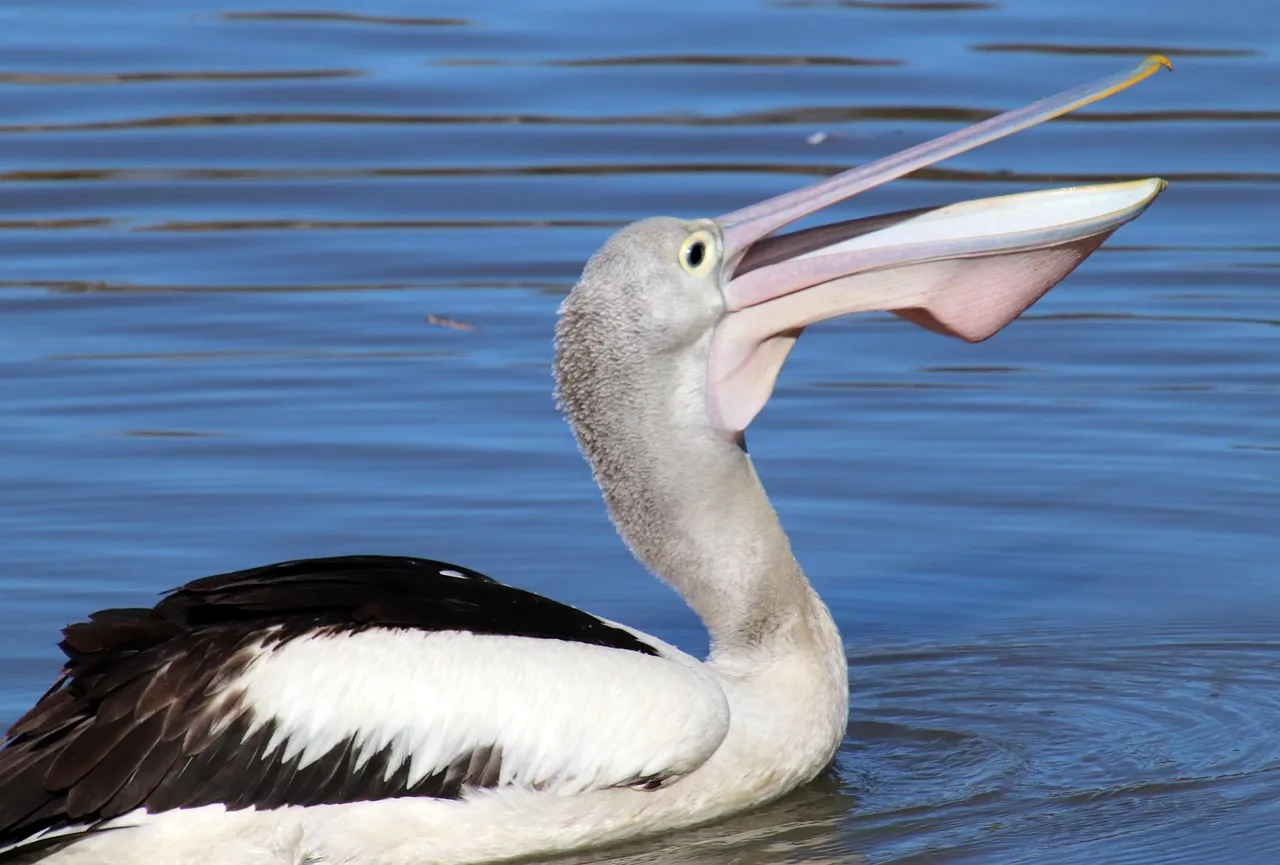 Feeding Frenzies: A Spectacle of Nature (Image Credits: Pixabay)