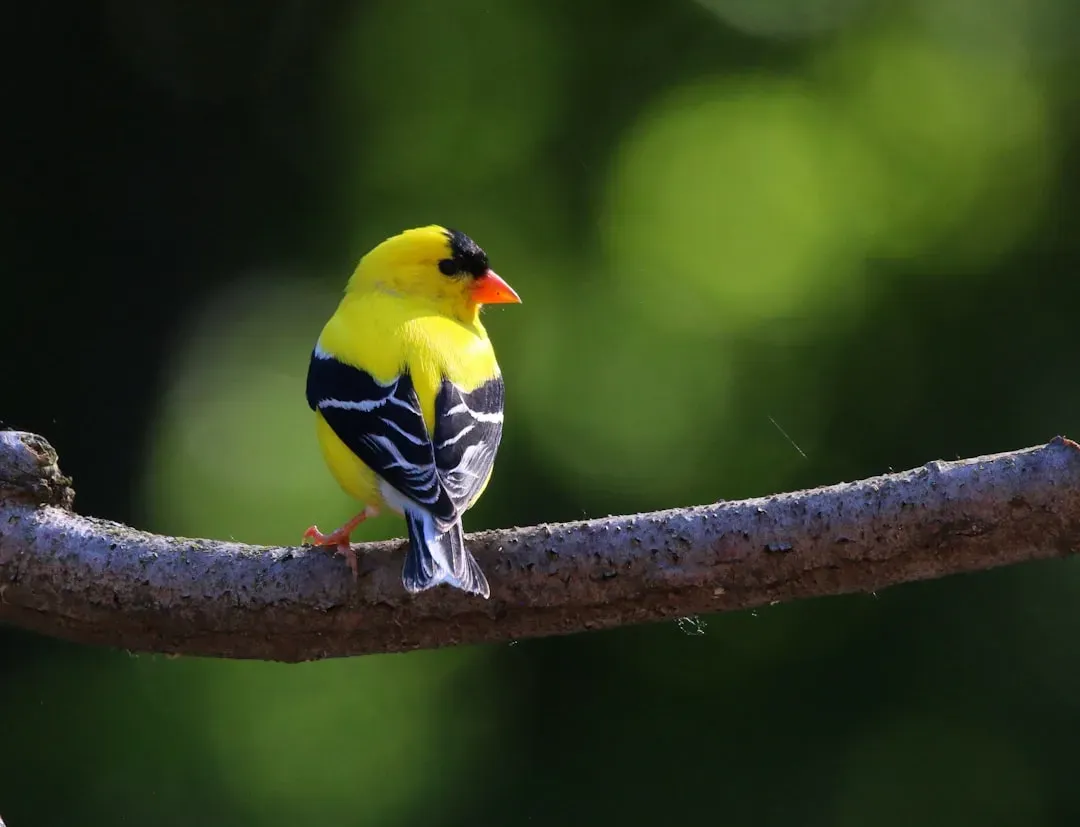 #7. Goldfinches Molt Twice a Year - and Only They Do It This Way (Image Credits: Unsplash)