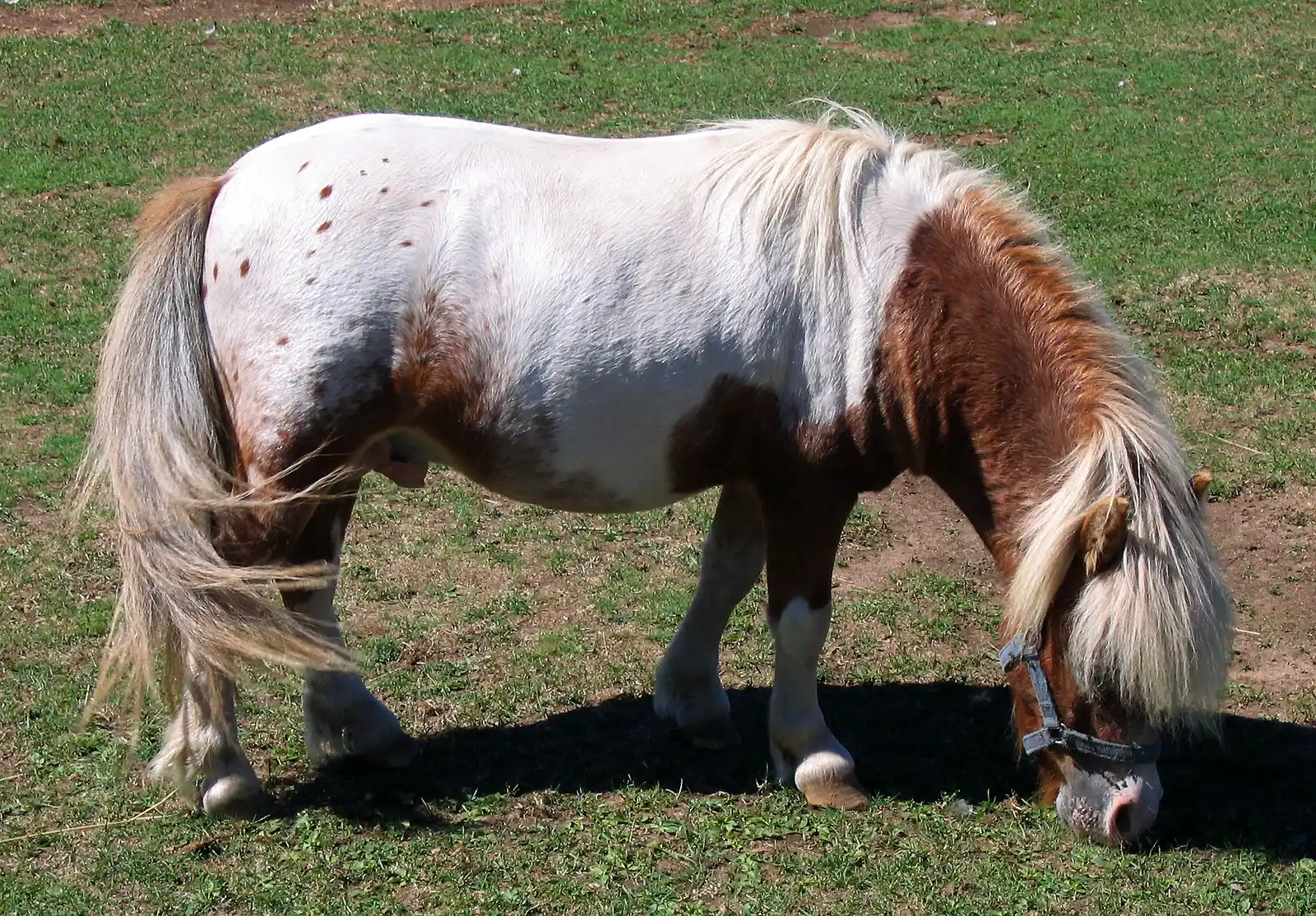 #1 - The Morbidly Obese, Unhandled Backyard Horse (By Robert Alfers, Public domain)