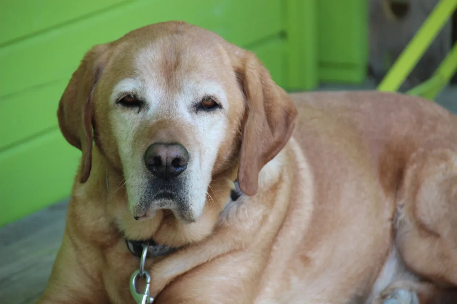 #1 &ndash; You're Not Getting a Puppy. You're Getting a 10-to-15-Year Commitment Most People Dangerously Underestimate (By Leo_65, CC0)