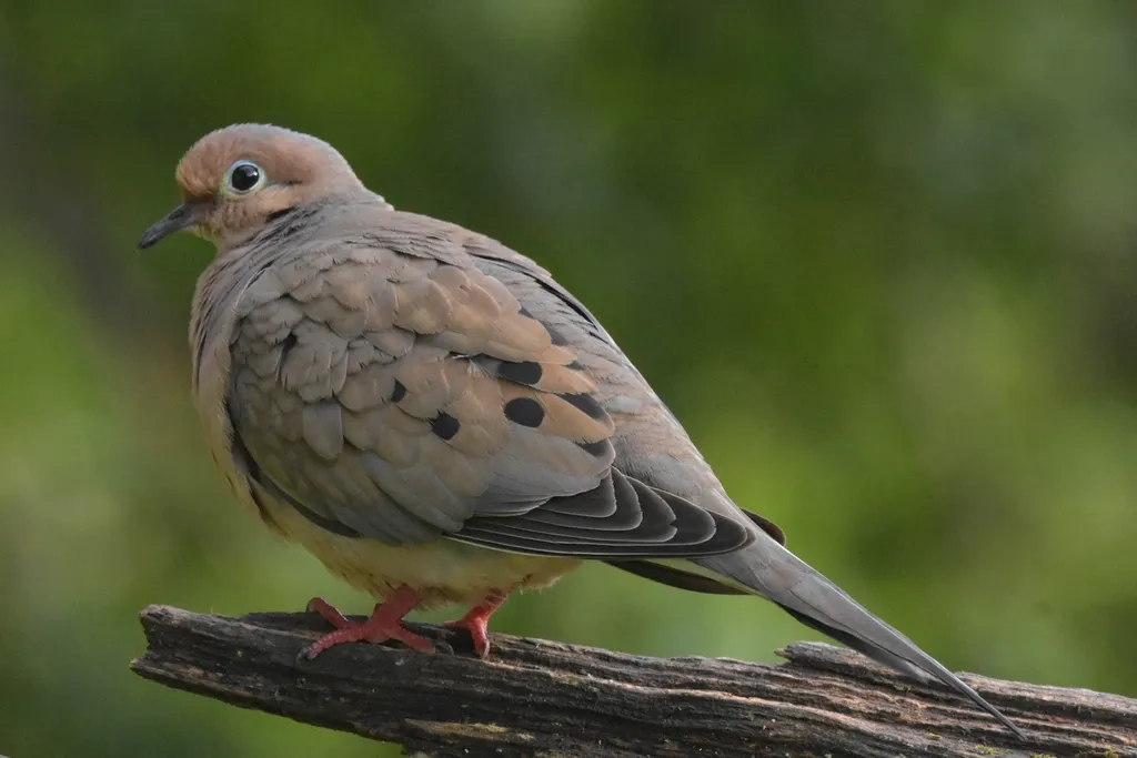 #3 - Mourning Dove: The Soft-Spoken Dominator (Image Credits: Rawpixel)