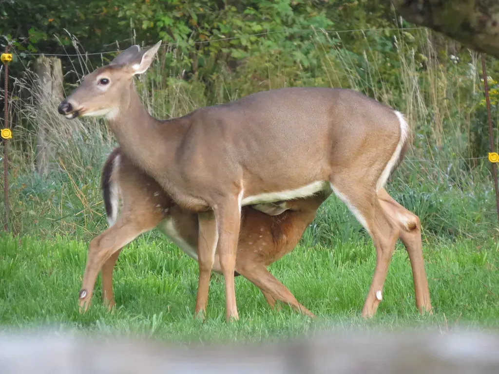 The White-Tailed Deer (Fyn Kynd, Flickr, CC BY 2.0)
