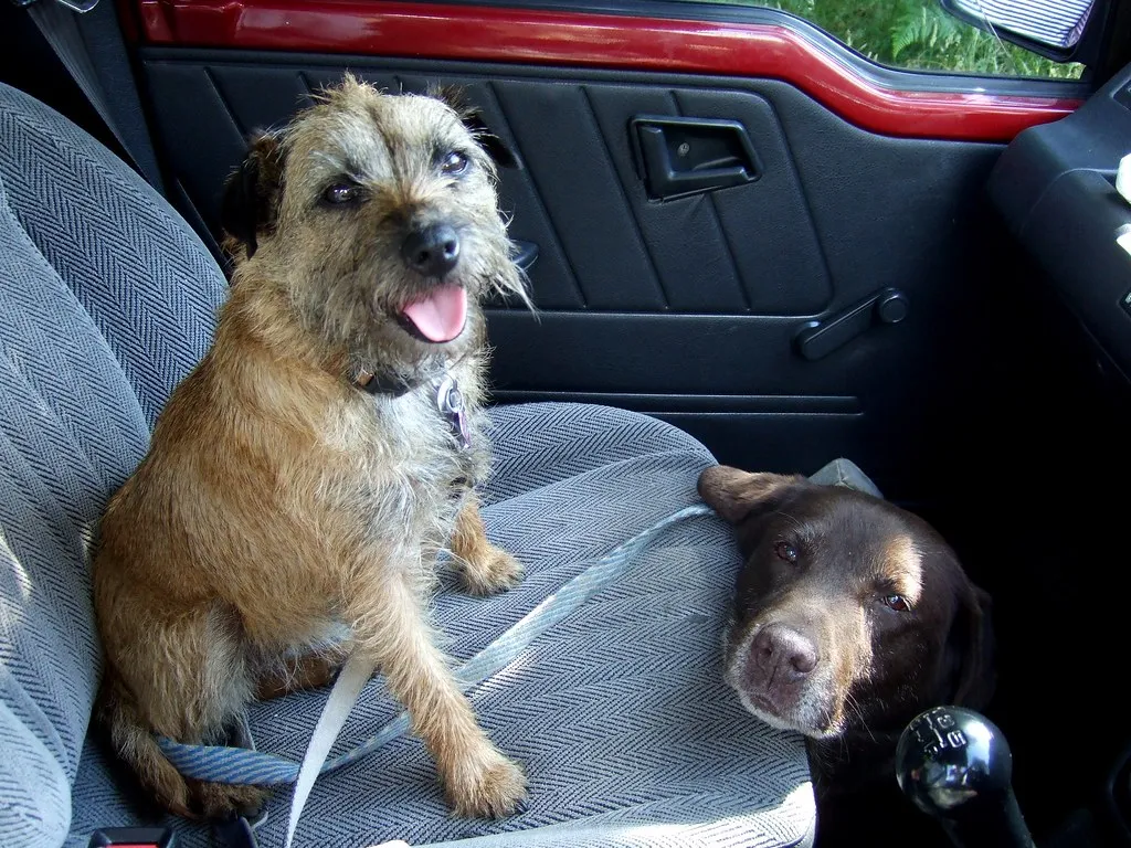 #8 - The Grocery Run Where the Dog Waited in the Car (David Masters, Flickr, CC BY 2.0)