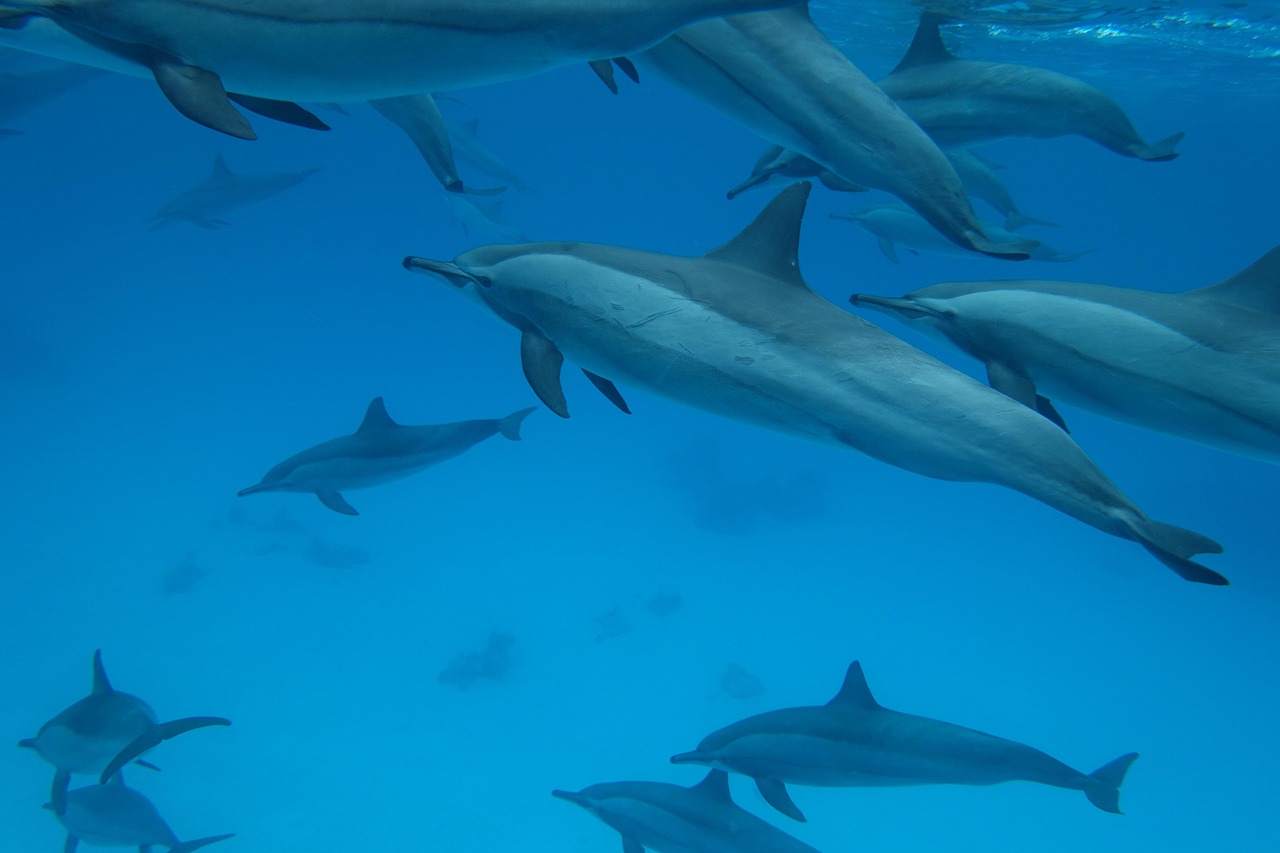 Mob Mentality and Group Coordination (Image Credits: Pixabay)