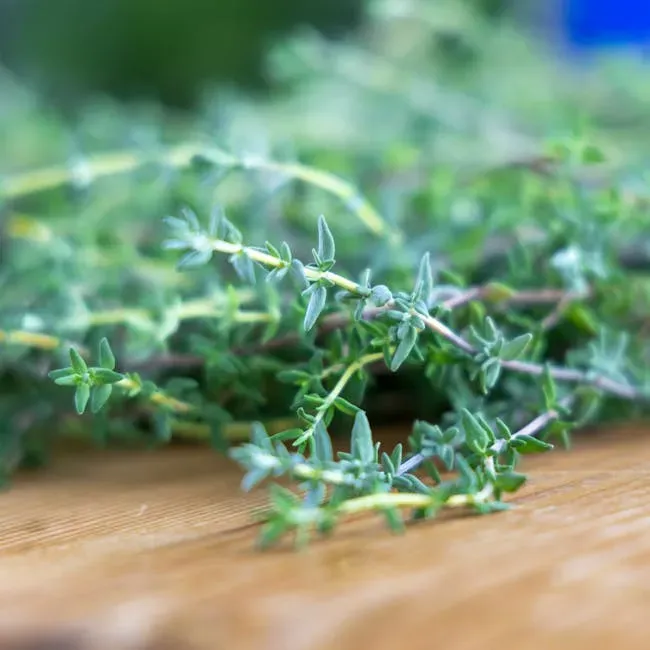 #5 Thyme (Thymus spp.) (Image Credits: Pexels)