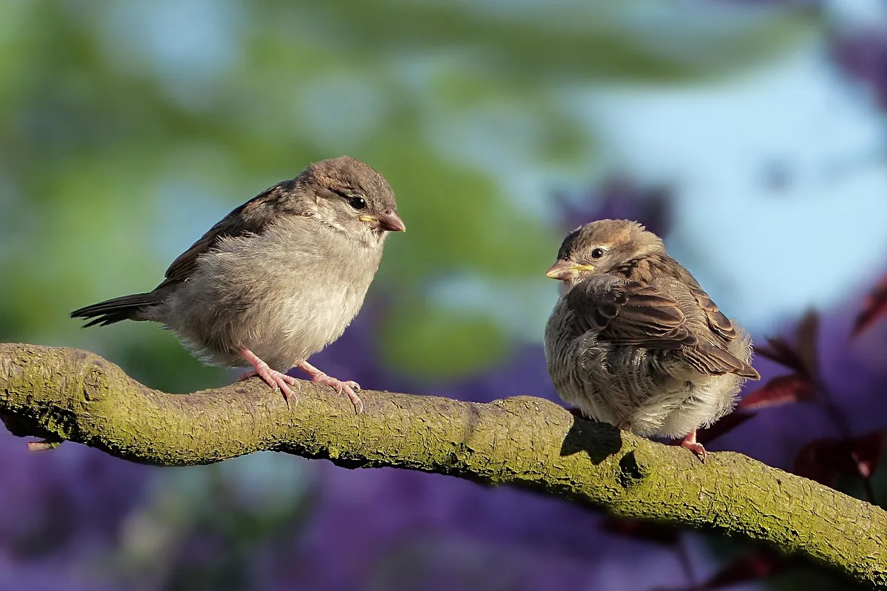 #25 - Tree Sparrow and Farmland-Linked Garden Guests: Fading with the Fields (Image Credits: Pixabay)