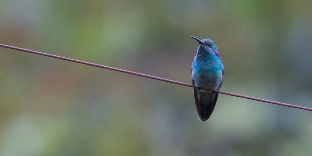 11. Blue-throated Mountain-Gem (Lampornis clemenciae) (qmnonic, Flickr, CC BY 2.0)