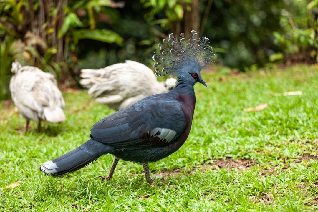 Victoria Crowned Pigeon (Image Credits: Unsplash)