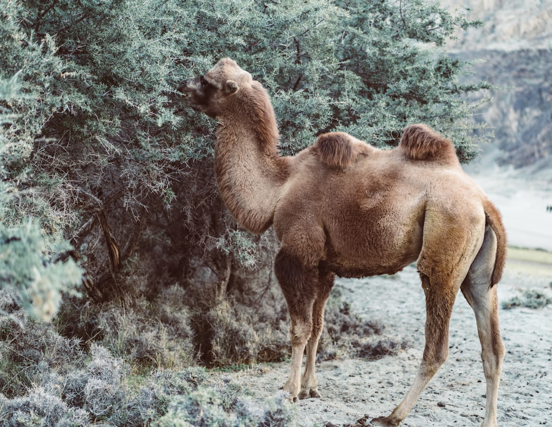 Behavioral Strategies for Survival (Image Credits: Unsplash)