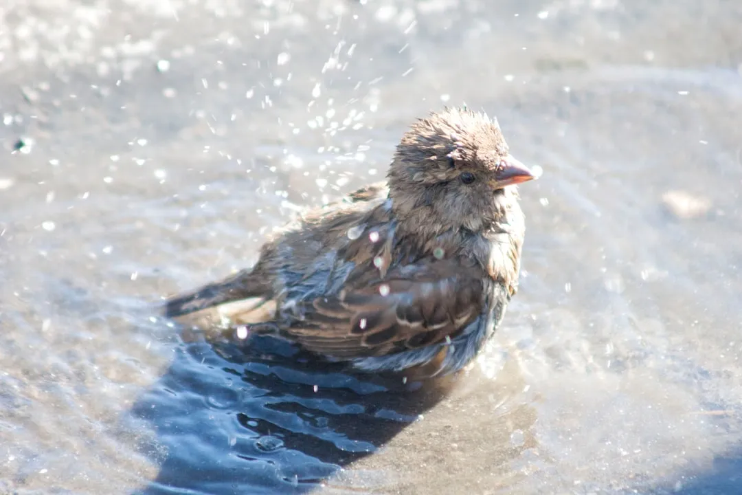 Parallel to Human Babbling: The Baby Talk of Birds (Image Credits: Unsplash)