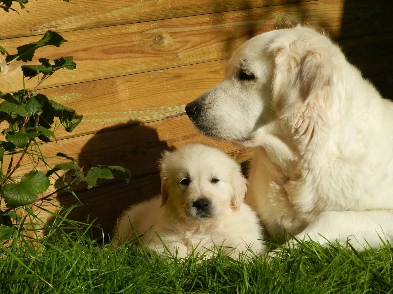 #2: Golden Retriever (Image Credits: Pixabay)