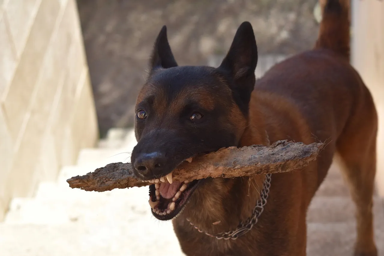 #14 - A Mouth That Tells the Real Story (Image Credits: Pixabay)