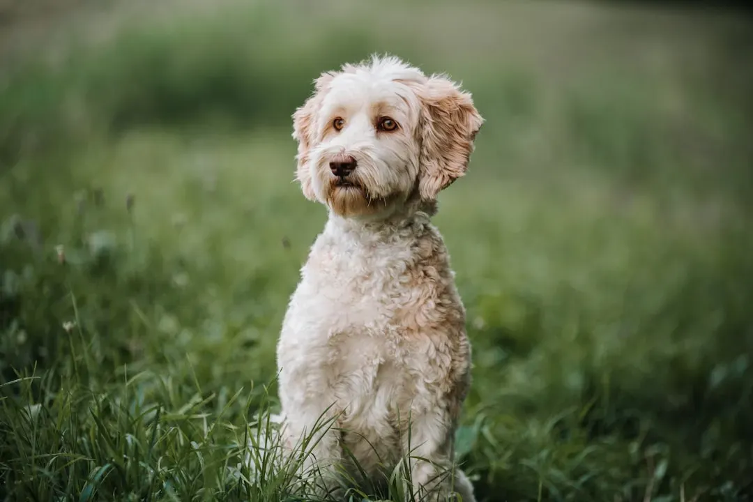 10. Labradoodle: The Best of Both Worlds (Image Credits: Unsplash)
