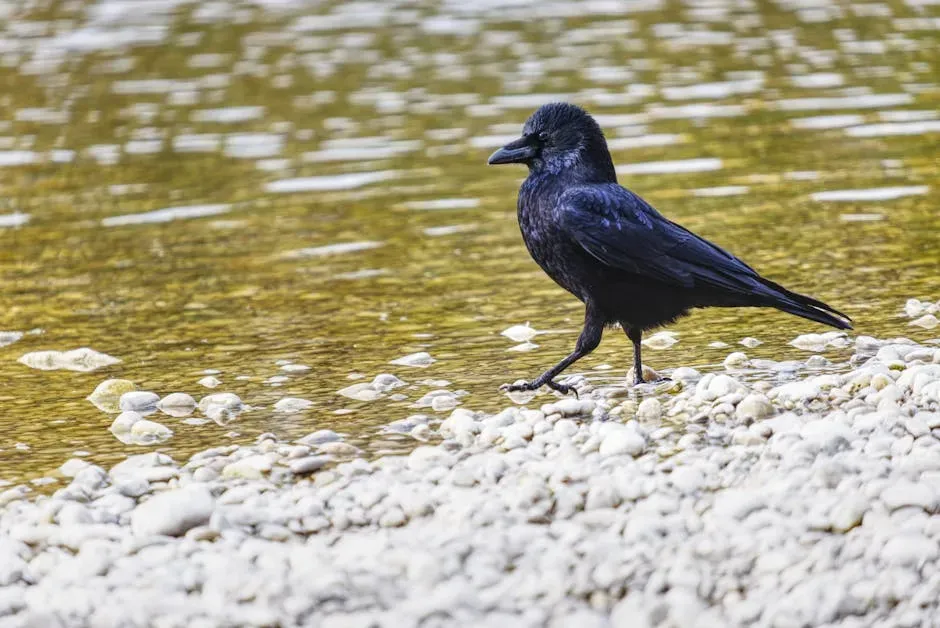 The Aesop Connection: Water, Stones, and Physics (Image Credits: Pexels)