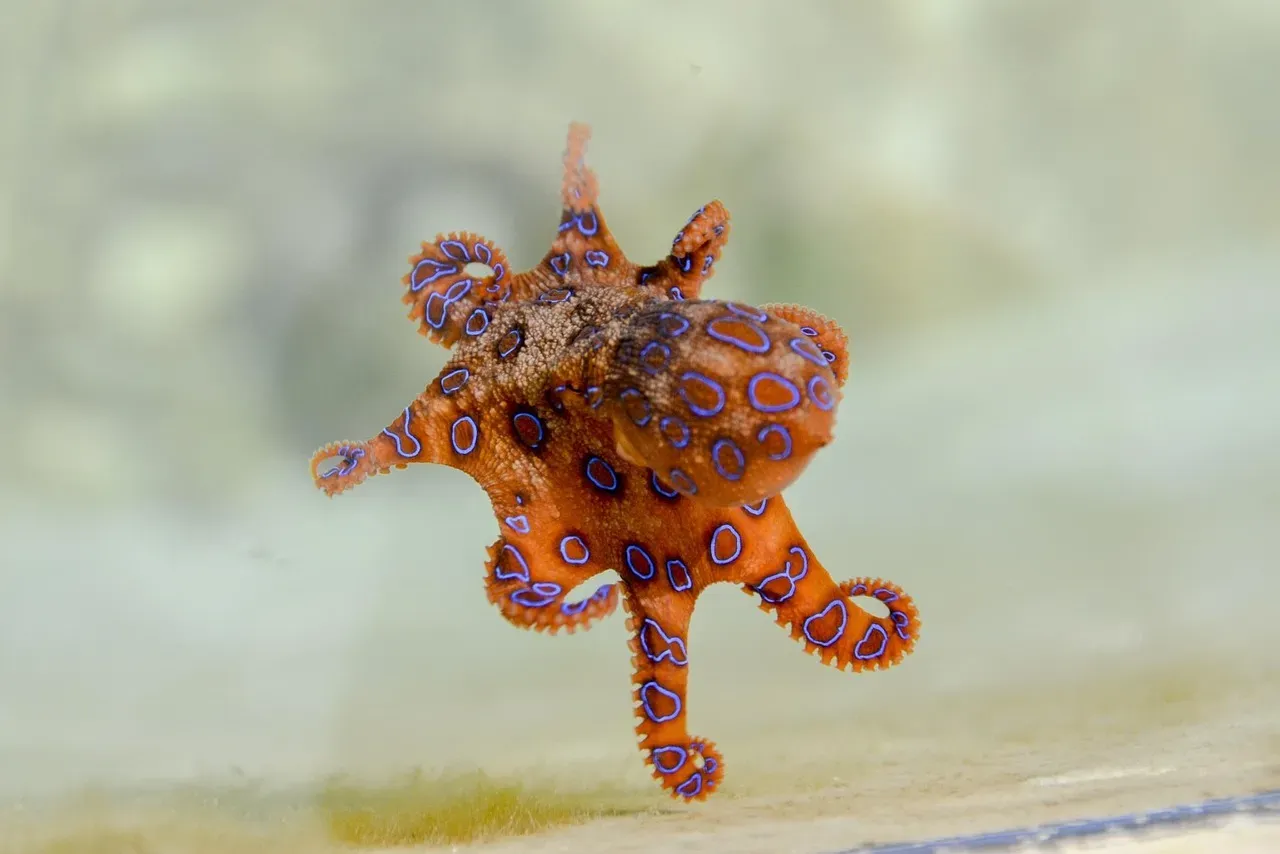 11. Their Venom Contains Proteins Found in Snakes and Pufferfish (Image Credits: Pixabay)