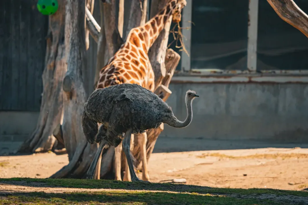 Bea the Giraffe and Wilma the Ostrich (Image Credits: Unsplash)
