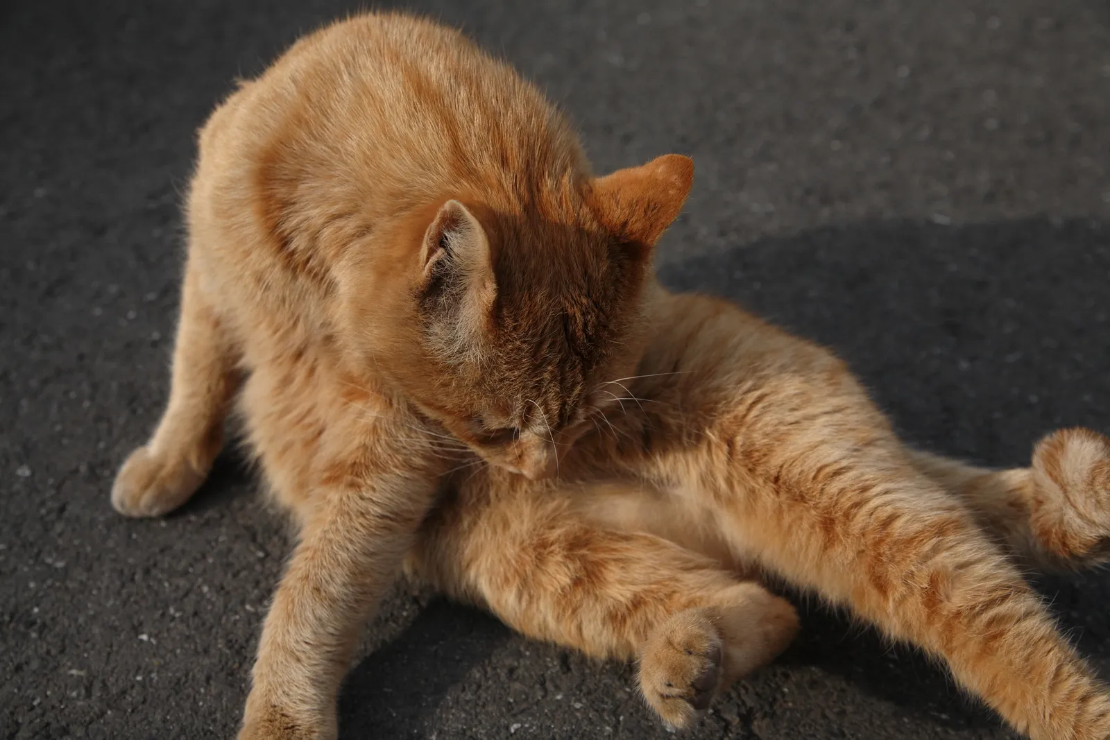 #2 - Obsessive Licking Around the Back End (Stray Cat, CC BY 2.0)