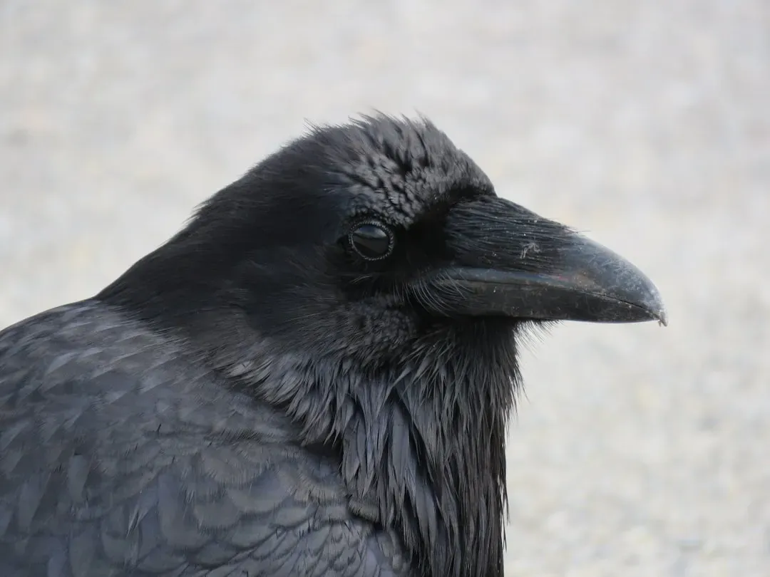 Why Crow Memory Matters (Image Credits: Unsplash)
