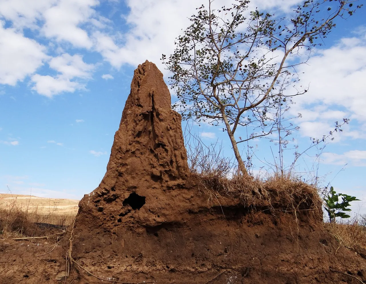 #6 Termites and Gut Microbes: Hidden Engineers of Soil Fertility (Image Credits: Pixabay)