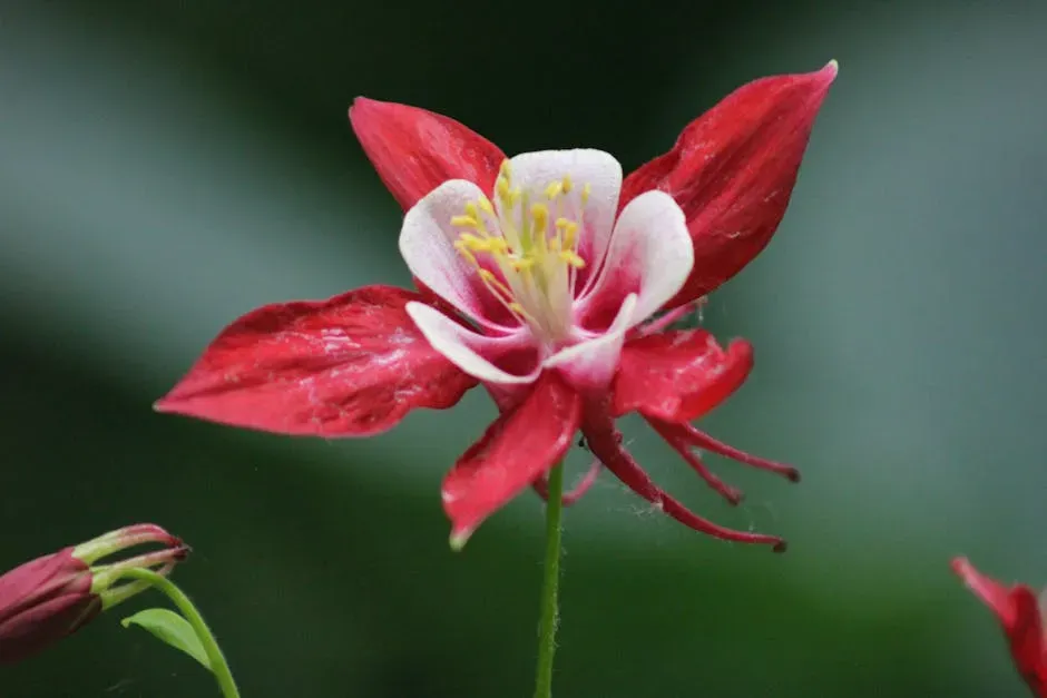 #6 &ndash; Eastern Columbine Rewards the Birds That Arrive First (Image Credits: Pexels)