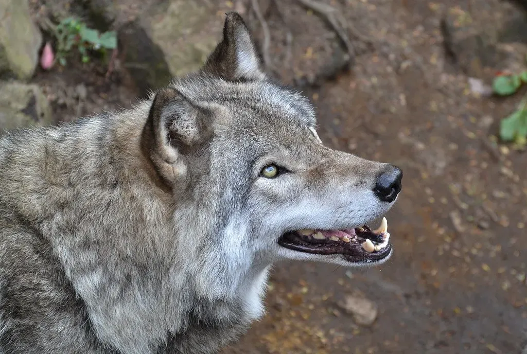 Aquarius: The Lone Wolf Paradox (Image Credits: Flickr)