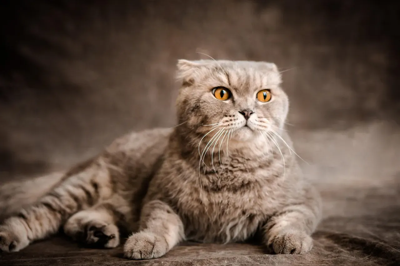 Scottish Fold: Calm With Signature Ears (Image Credits: Pixabay)